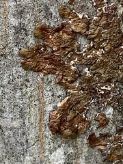 Melanelixia subaurifera