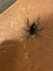 Coelocnemis dilaticollis