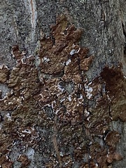 Melanelixia subaurifera