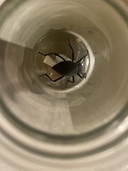 Coelocnemis dilaticollis