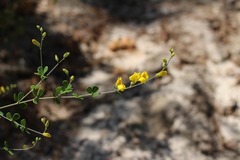 Baptisia tinctoria