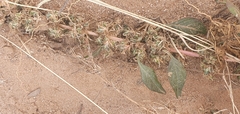Amaranthus fimbriatus