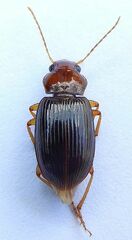 Trichotichnus vulpeculus