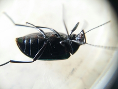 Chalcopteroides