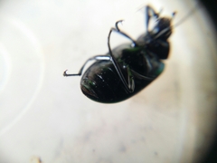 Chalcopteroides