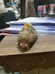 Eudocima serpentifera