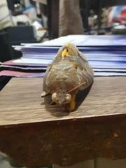 Eudocima serpentifera