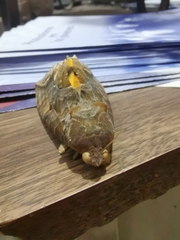 Eudocima serpentifera