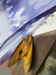 Eudocima serpentifera