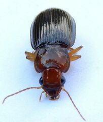 Trichotichnus vulpeculus