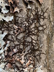 Frullania eboracensis