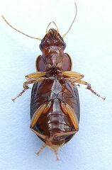 Trichotichnus vulpeculus