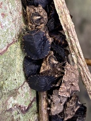 Cyrtocoris