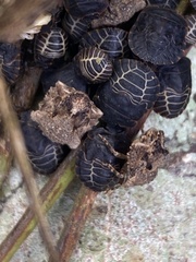 Cyrtocoris