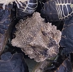 Cyrtocoris