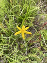 Hypoxis hygrometrica