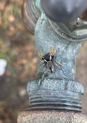 Phidippus arizonensis