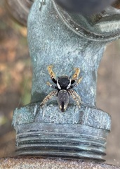 Phidippus arizonensis