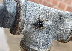 Phidippus arizonensis