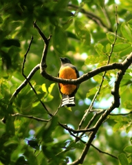Trogon melanocephalus