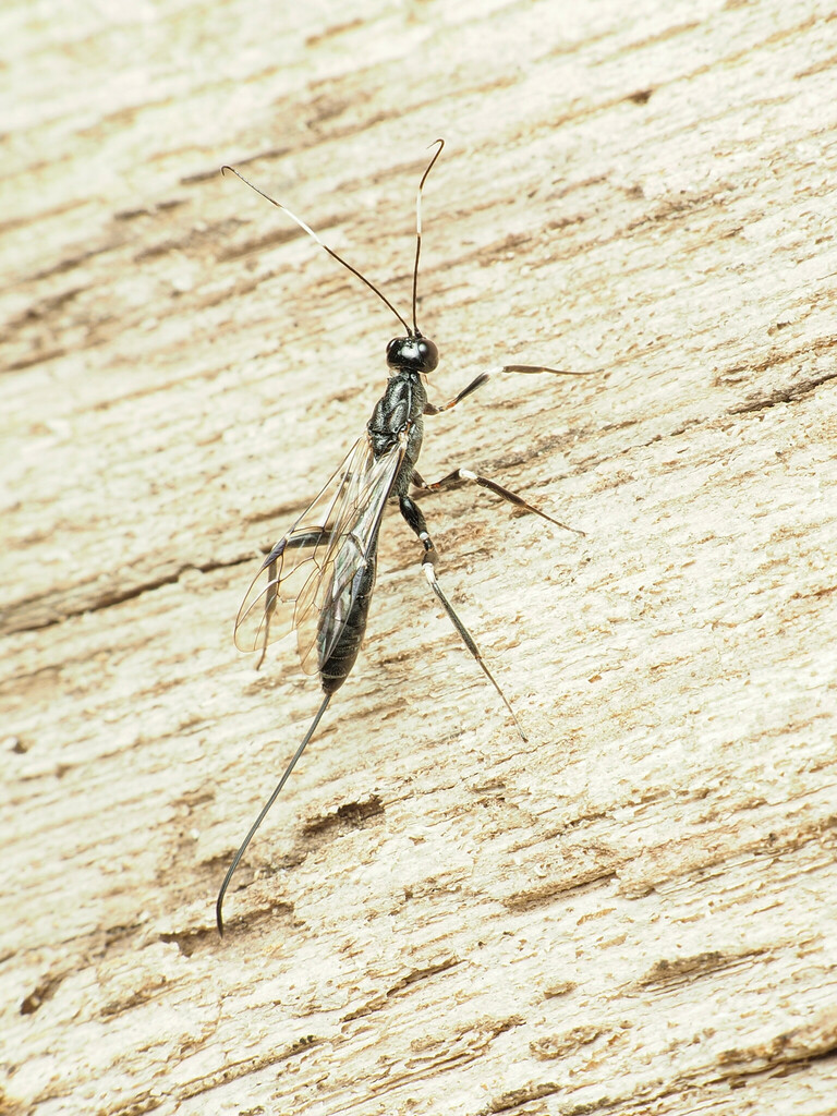 Xorides humeralis