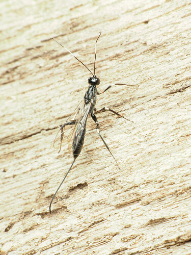 Xorides humeralis