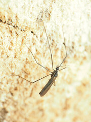 Gnophomyia tristissima