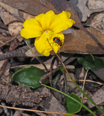 Dicranolaius bellulus