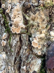 Aleurodiscus oakesii