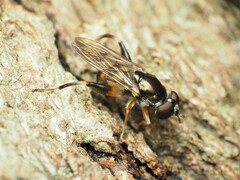 Chalcosyrphus metallicus