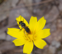 Chilalictus