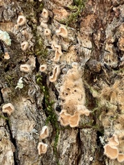 Aleurodiscus oakesii