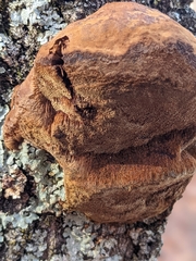 Phellinus everhartii
