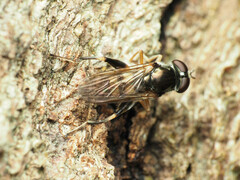 Chalcosyrphus metallicus