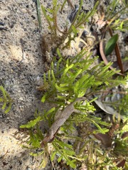Selaginella uliginosa