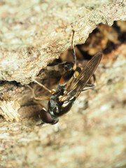 Chalcosyrphus metallicus