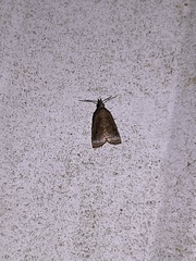 Platynota flavedana