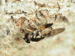 Chalcosyrphus metallicus