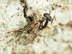 Chalcosyrphus metallicus