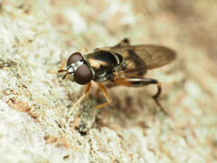 Chalcosyrphus metallicus