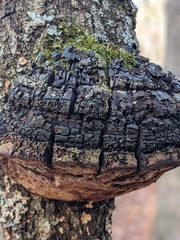 Phellinus everhartii