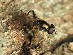 Chalcosyrphus metallicus