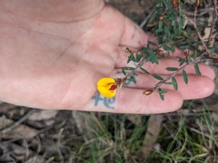 Pultenaea reflexifolia