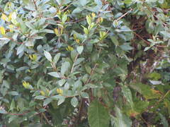 Metrosideros fulgens