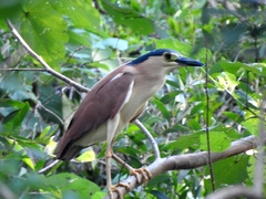 Nycticorax caledonicus