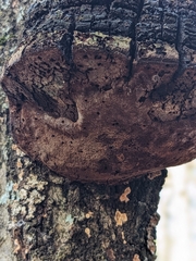 Phellinus everhartii