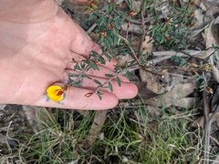 Pultenaea reflexifolia