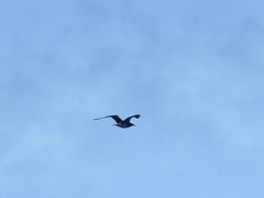 Stercorarius longicaudus