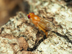 Sobarocephala flaviseta