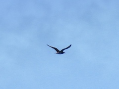 Stercorarius longicaudus